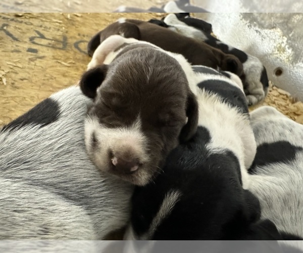 Medium Photo #15  Breeder Profile in BOONVILLE, IN, USA