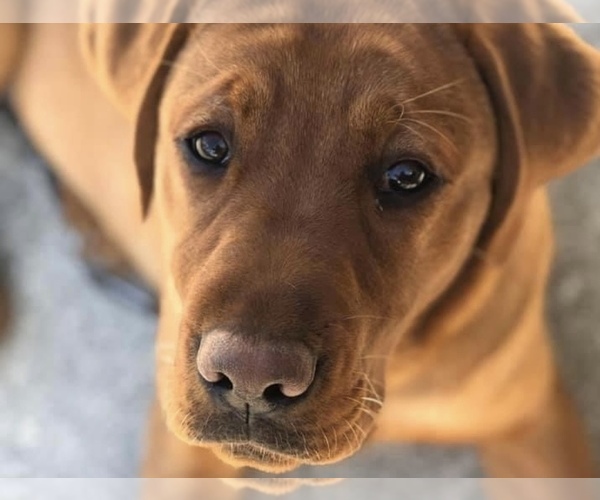 Medium Photo #1  Breeder Profile in VACAVILLE, CA, USA