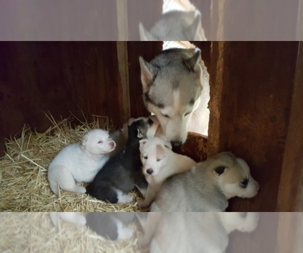 Medium Photo #1  Breeder Profile in CAMAS, WA, USA