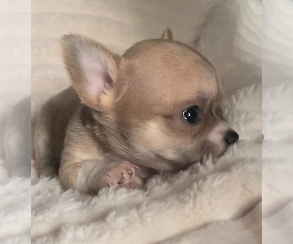 Medium Photo #7  Breeder Profile in ADAMSVILLE, TN, USA