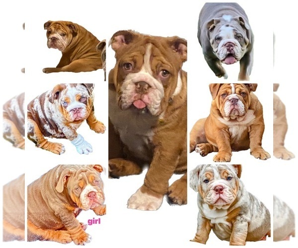 Medium Photo #1  Breeder Profile in SACRAMENTO, CA, USA