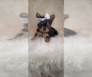 Yorkshire Terrier Dog Breeder in INDIANAPOLIS,  USA