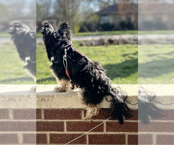 Medium Photo #1  Breeder Profile in SPRINGFIELD, MO, USA