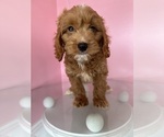 Small #3 Breeder Profile image