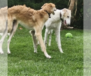 Borzoi Dog Breeder near YUCAIPA, CA, USA