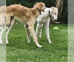Small breeder photo