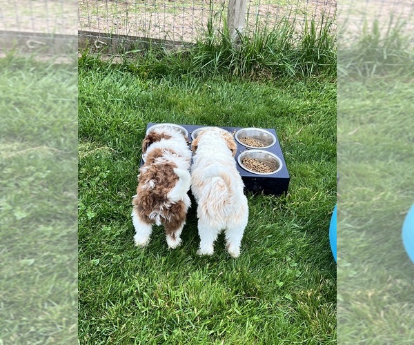 Medium Photo #10  Breeder Profile in SHIOCTON, WI, USA