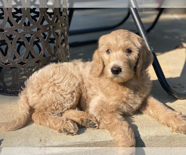 Medium Photo #1  Breeder Profile in RALEIGH, NC, USA