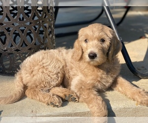 Main photo of Goldendoodle Dog Breeder near RALEIGH, NC, USA
