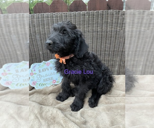 Medium Photo #1  Breeder Profile in MCALESTER, OK, USA