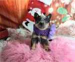 Small #1 Breeder Profile image