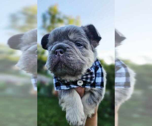 Medium Photo #21  Breeder Profile in FENTON, MO, USA