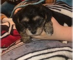 Small #40 Breeder Profile image
