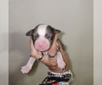 Small #9 Breeder Profile image