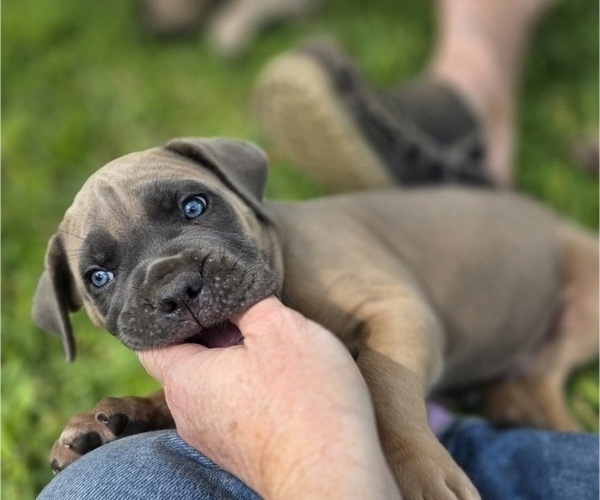 Medium Photo #7  Breeder Profile in BANGS, TX, USA
