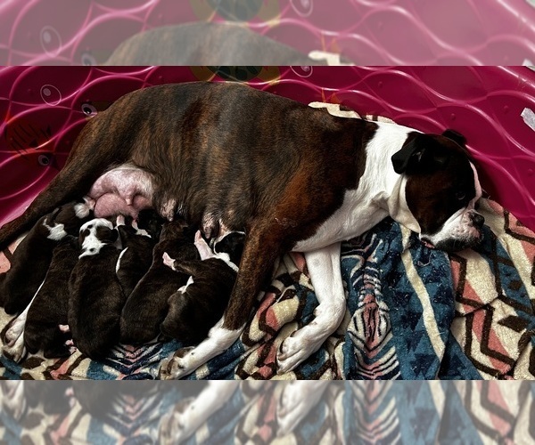 Medium Photo #1  Breeder Profile in BLOOMINGTON, IL, USA