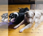 Small breeder photo