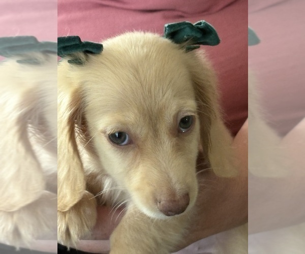 Medium Photo #2  Breeder Profile in BIG BEND, CO, USA