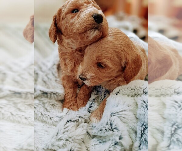 Medium Photo #6  Breeder Profile in SAINT MARYS, KS, USA