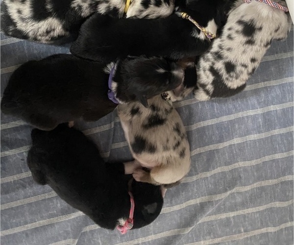 Medium Photo #2  Breeder Profile in ONAWAY, MI, USA