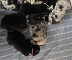 Small #1 Breeder Profile image