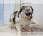 Small #8 Breeder Profile image