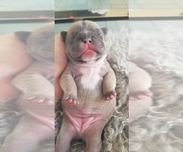 Medium Photo #1  Breeder Profile in ANTIOCH, CA, USA