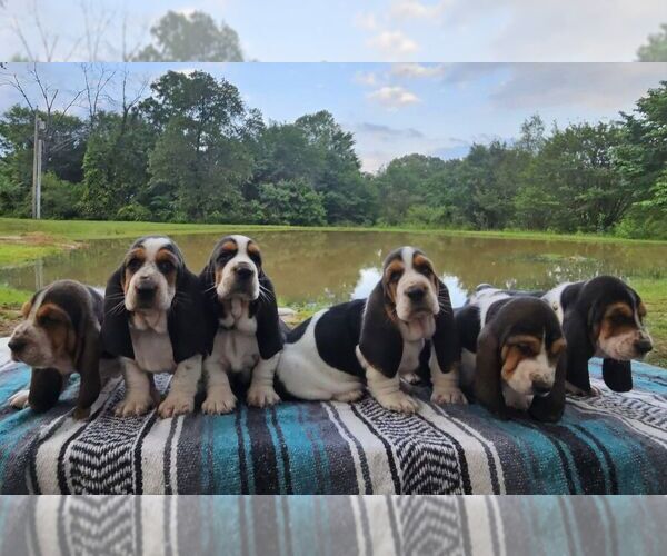 Medium Photo #3  Breeder Profile in CAMERON, OK, USA