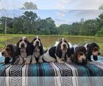 Small #2 Breeder Profile image