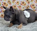 Small #4 Breeder Profile image