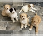 Small #7 Breeder Profile image