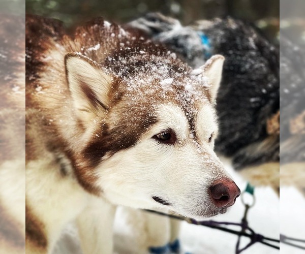 Medium Photo #139  Breeder Profile in FREDERICK, MD, USA
