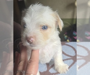 Medium Breeder Profile Photo