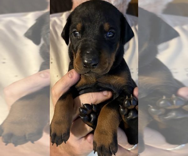 Medium Photo #2  Breeder Profile in KERNERSVILLE, NC, USA