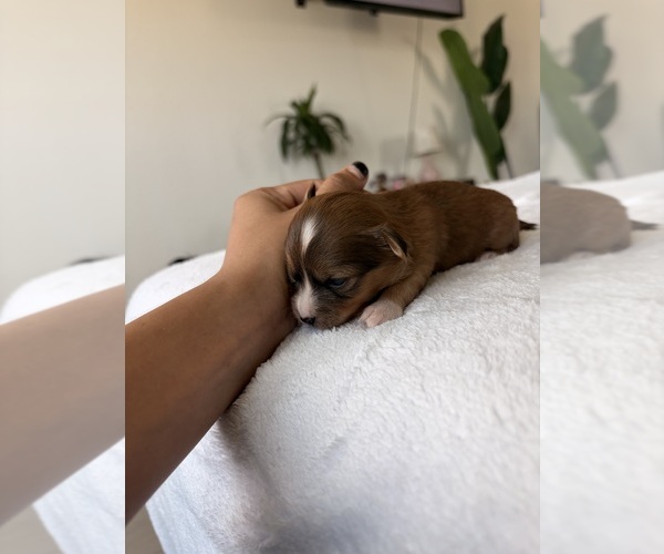 Medium Photo #8  Breeder Profile in SAN ANTONIO, TX, USA