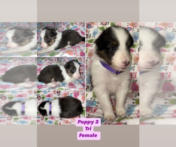 Medium Photo #4  Breeder Profile in ALBANY, OR, USA