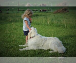 Main photo of English Cream Golden Retriever Dog Breeder near NAMPA, ID, USA