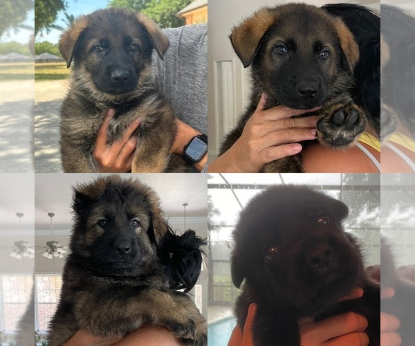 Medium Photo #1  Breeder Profile in CLERMONT, FL, USA