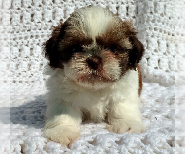 Medium Photo #1  Breeder Profile in DALTON, OH, USA