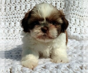 Shih Tzu Dog Breeder near DALTON, OH, USA