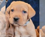 Small breeder photo