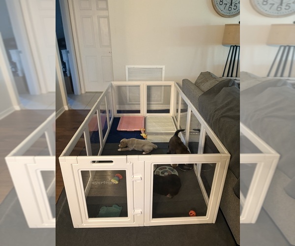 Medium Photo #4  Breeder Profile in CAPE CORAL, FL, USA