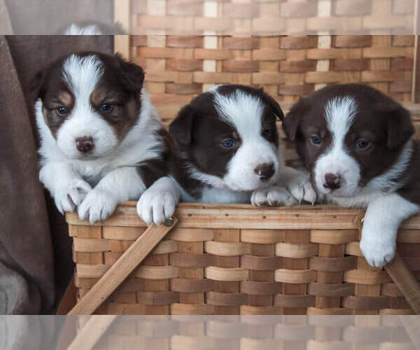 Medium Photo #3  Breeder Profile in LULA, GA, USA