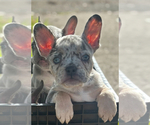 Small breeder photo