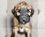 Small #6 Breeder Profile image