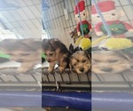 Small #313 Breeder Profile image