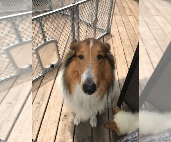 Medium Photo #9  Breeder Profile in HIGH POINT, NC, USA