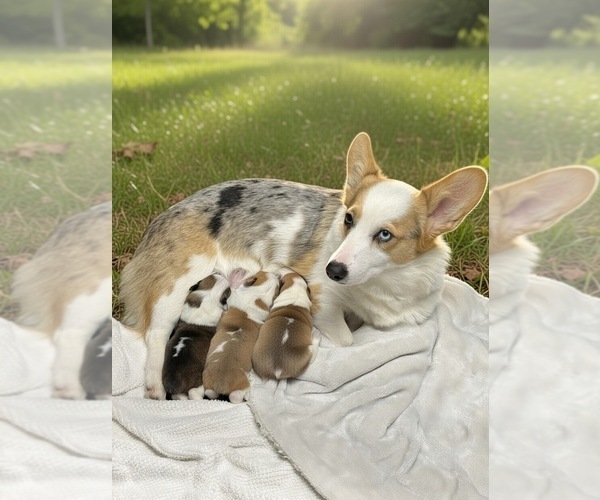 Medium Photo #25  Breeder Profile in GRAND RAPIDS, MI, USA