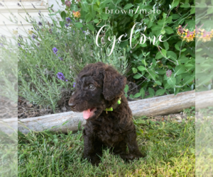 Poodle (Standard) Dog Breeder near KOKOMO, IN, USA