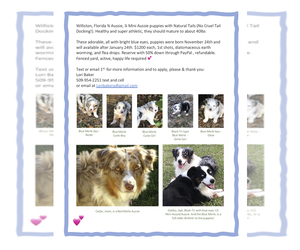 Main photo of Australian Shepherd Dog Breeder near WILLISTON, FL, USA